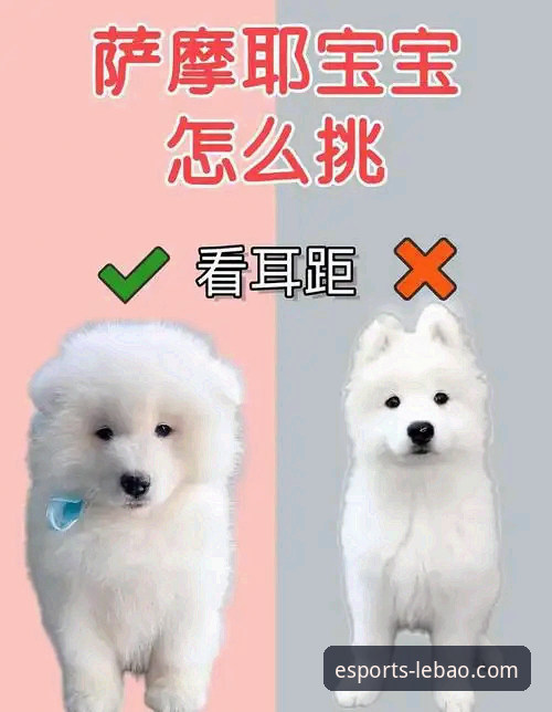 新手必看：乐宝体育操作流畅官方下载使用心得，轻松上手电竞投注